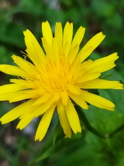 Crepis pyrenaica