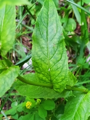 Crepis pyrenaica