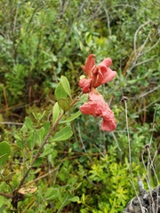 Exobasidium ferrugineae