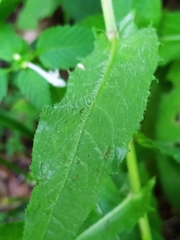 Crepis pyrenaica