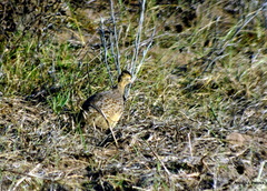 Nothoprocta cinerascens