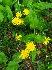 Crepis pyrenaica