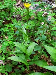 Crepis pyrenaica