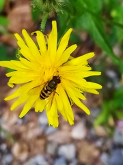 Crepis pyrenaica