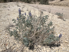 Lupinus meionanthus