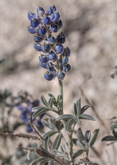 Lupinus meionanthus