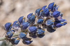 Lupinus meionanthus
