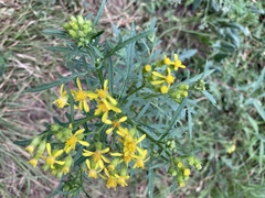 Barkleyanthus salicifolius