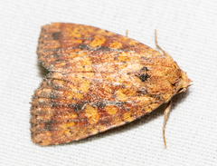 Perigea xanthioides