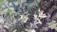 Arctostaphylos viscida viscida
