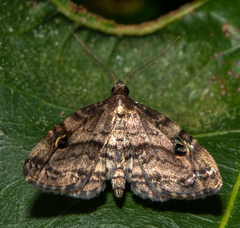 Melanomma auricinctaria