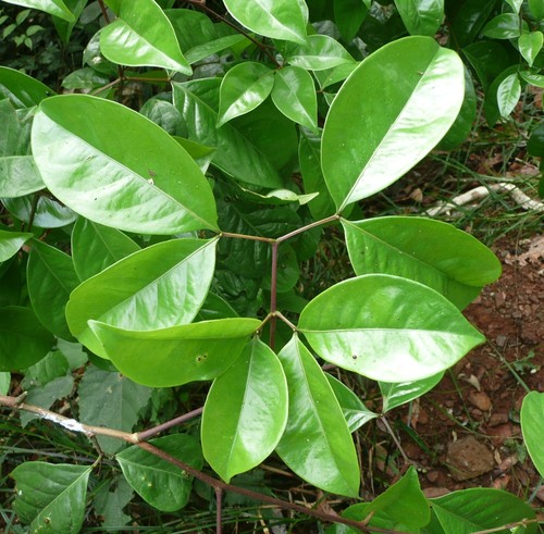 Newtonia duparquetiana