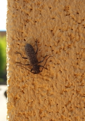 Trichoferus holosericeus