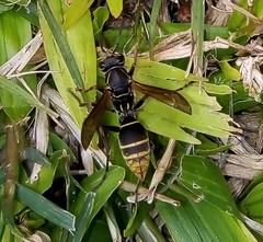 Polistes cinerascens