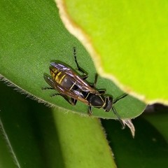 Polistes cinerascens