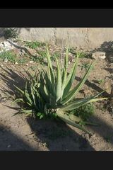 Agave polyacantha