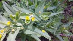 Lithospermum californicum