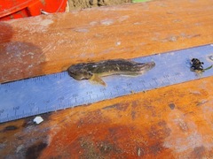 Tridentiger bifasciatus