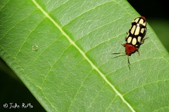 Disonycha scriptipennis