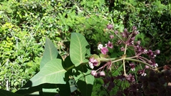Asclepias cordifolia