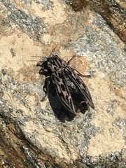 Chalcophora angulicollis
