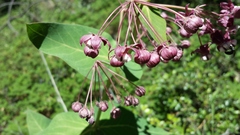 Asclepias cordifolia