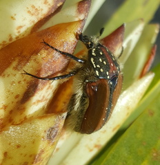 Trichostetha capensis hottentotta
