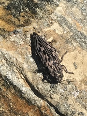 Chalcophora angulicollis