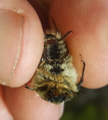 Trichostetha capensis hottentotta