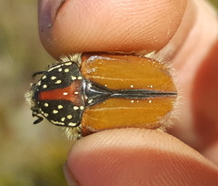 Trichostetha capensis hottentotta