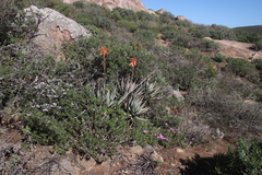 Aloe microstigma framesii
