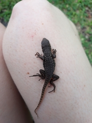 Leiocephalus carinatus