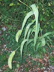 Setaria viridis pycnocoma