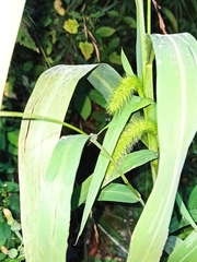 Setaria viridis pycnocoma