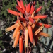 Aloe microstigma framesii - Photo (c) Tony Rebelo, algunos derechos reservados (CC BY-SA), subido por Tony Rebelo
