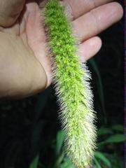 Setaria viridis pycnocoma
