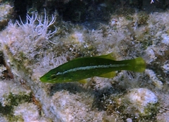 Labrus viridis