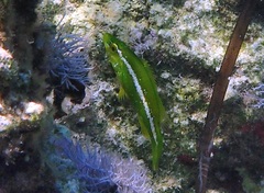 Labrus viridis