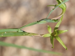 Freesia viridis viridis