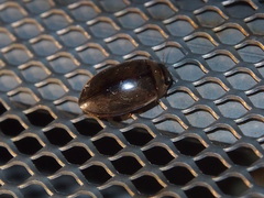 Hydaticus rhantoides