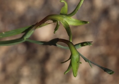 Freesia viridis viridis