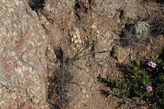 Freesia viridis viridis