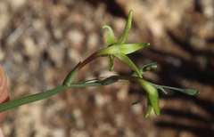 Freesia viridis viridis