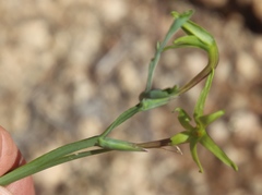 Freesia viridis viridis