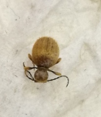 Niptus hololeucus
