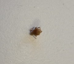 Niptus hololeucus
