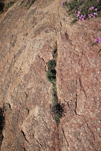 Antimima mucronata