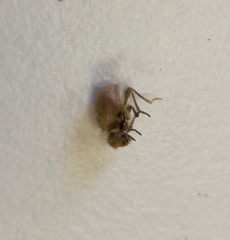 Niptus hololeucus