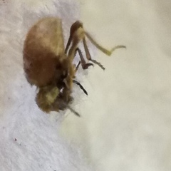 Niptus hololeucus