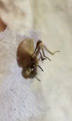 Niptus hololeucus
